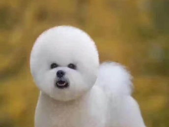 寵物家生活會館 北京寵物服務，專業呵護您的寵物寶貝